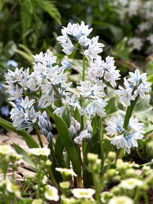 Puschkinia Libanotica (Striped Squill) Bulbs