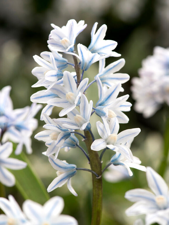 Puschkinia Libanotica (Striped Squill)