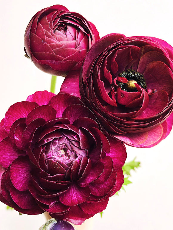 Ranunculus Bulbs Purple Merlot