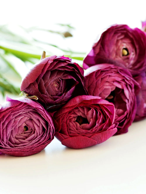 Ranunculus Deep Purple Merlot Bulbs