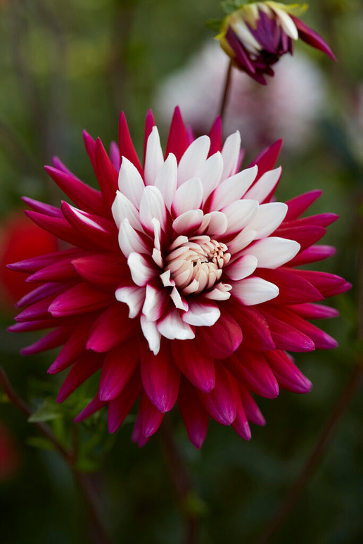 Buy Dahlia Tubers Rebecca's World