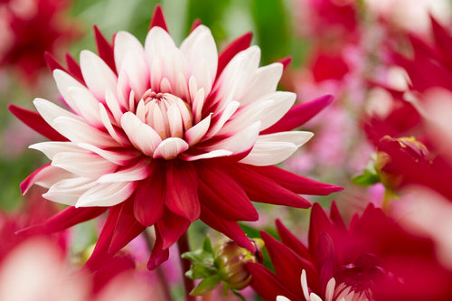 Rebeccas World Dahlias