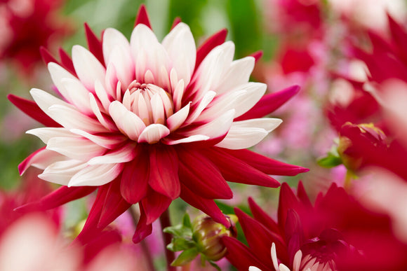 Rebeccas World Dahlias