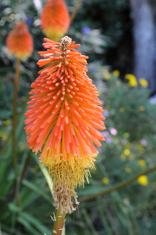 Red Hot Poker - Bare Root Perennial
