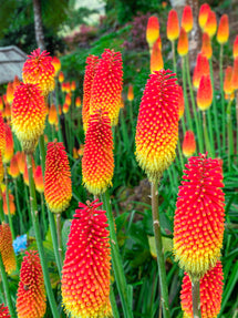 Red Hot Poker Uvaria (Kniphofia)