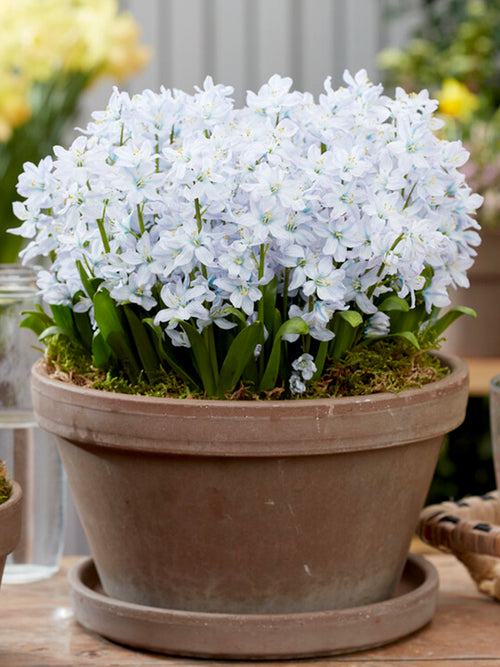 Scilla Tubergeniana (White Squill)