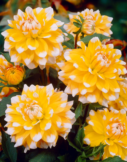 Dahlia 'Seattle' tubers — Buy online