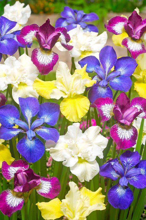 Siberian Iris Breeders Mixed