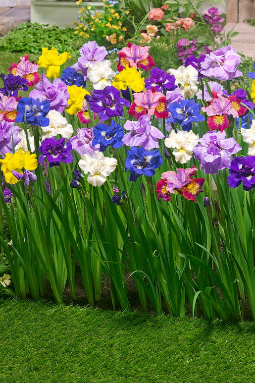 Buy Siberian Iris Breeders Mixed