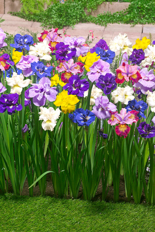 Siberian Iris Breeders Mixed