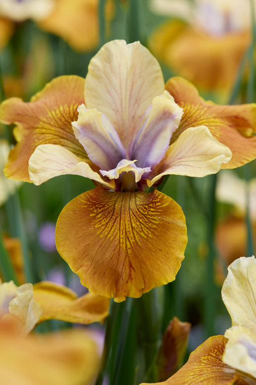 Siberian Iris Colonel Mustard Roots