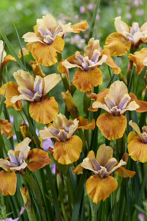 Siberian Iris Colonel Mustard