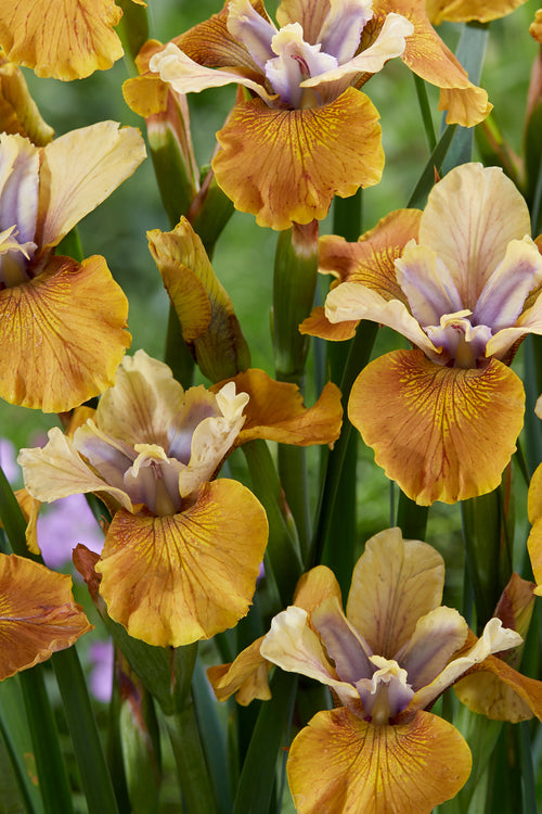 Buy Siberian Iris Colonel Mustard Bare Roots