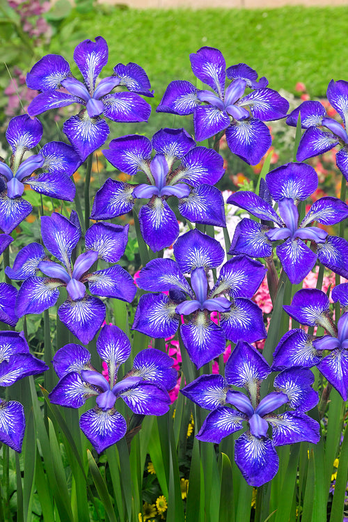 Buy Siberian Iris I See Stars Bare Roots
