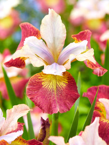 Siberian Iris Sugar Rush