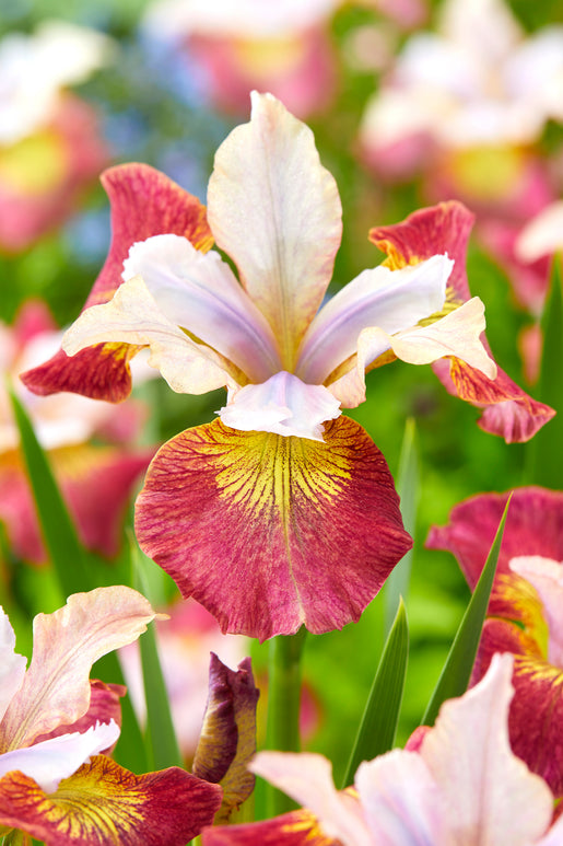 Siberian Iris Sugar Rush Bare Roots