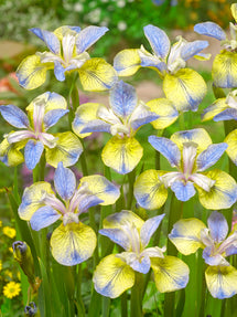Siberian Iris Tipped in Blue