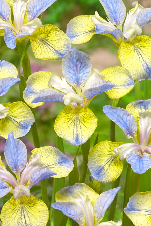 Siberian Iris Tipped in Blue