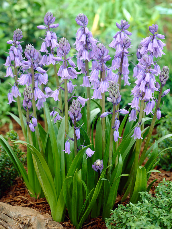 Spanish Bluebell bulbs (Excelsior Blue) Scilla Campanulata Hyacinthoides