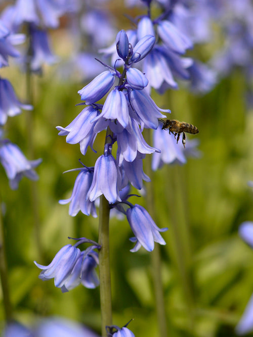 Spanish Bluebell bulbs (Excelsior Blue)