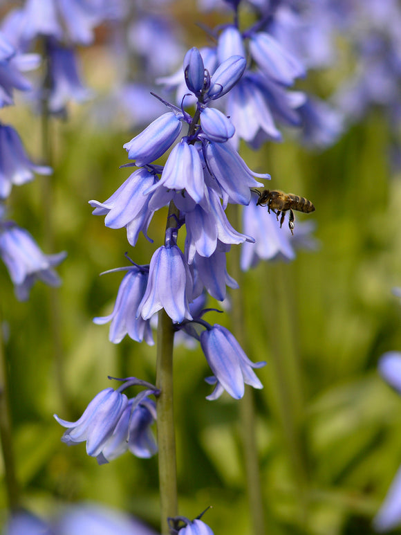 Spanish Bluebell bulbs (Excelsior Blue)