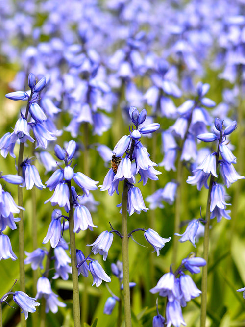 Hyacinthoides Hispanica (Blue) Spanish Bluebells