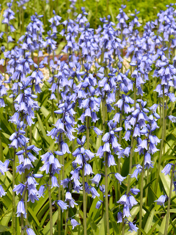 Excelsior Blue bulbs (Spanish Bluebells)