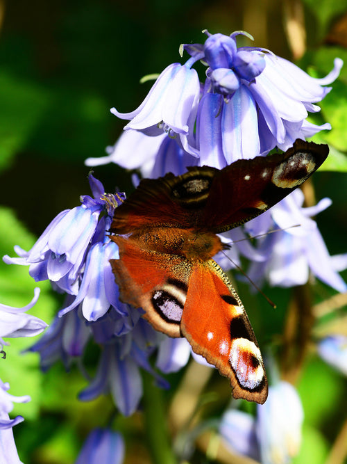Spanish Bluebells Excelsior Blue Butterfly
