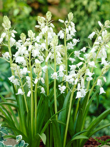 Spanish Bluebells White City