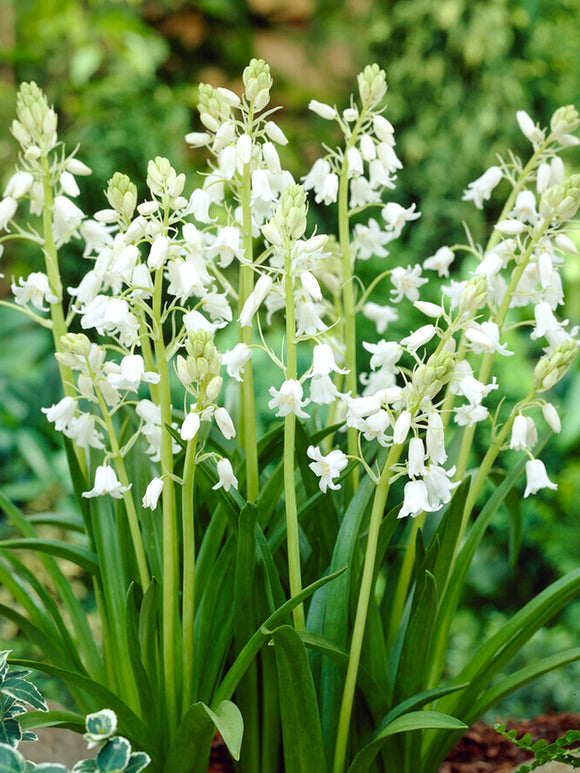 Spanish Bluebell bulbs White