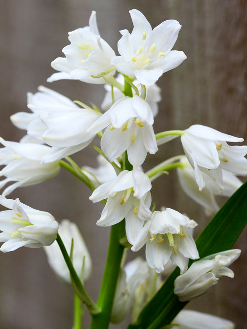 Hyacinthoides Hispanica (White City)