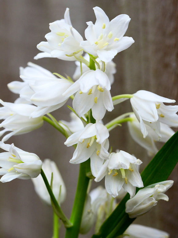 Hyacinthoides Hispanica (White City)