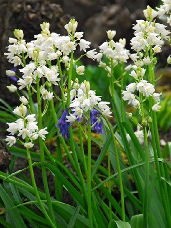 Spanish Bluebell White City Bulbs