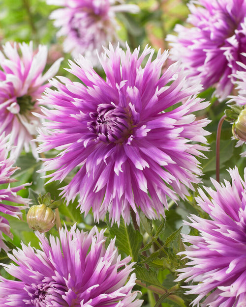 Tubers Dahlia Table Dancer