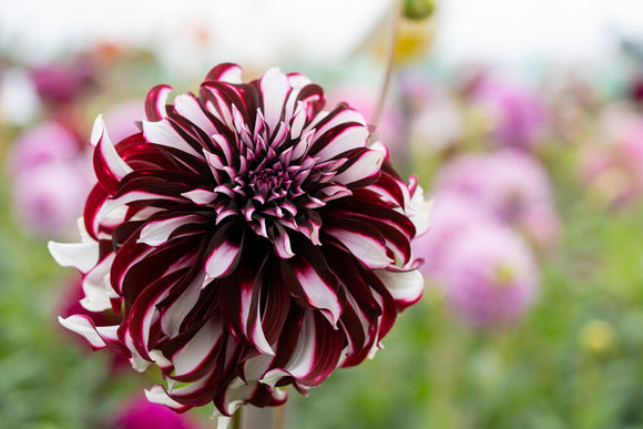 Tartan Dahlia Tubers