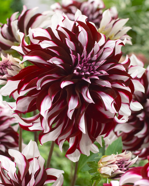 Buy Dahlia Tartan Tubers