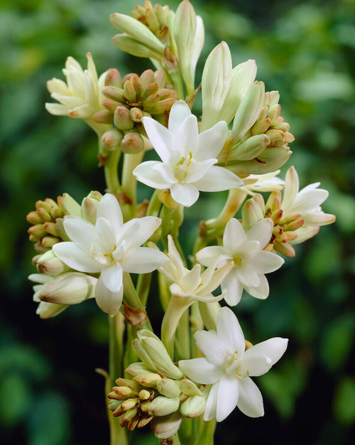 Tuberose The Pearl Bulbs