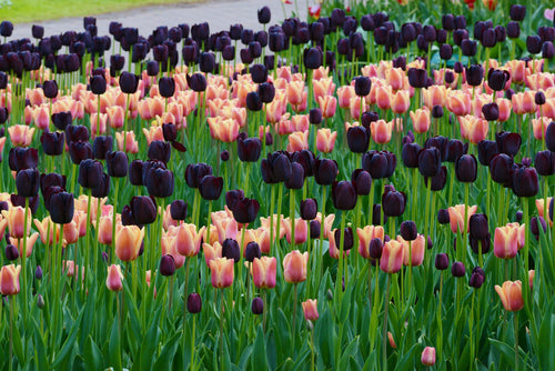 Single Late Tulip Bulb Mix