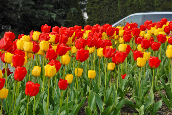 Darwin Hybrid Tulip Bulbs
