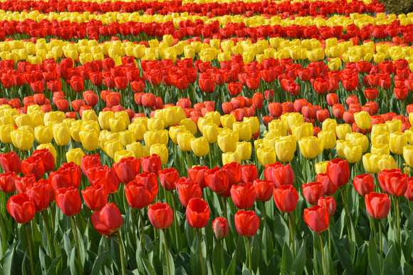 Wholesale Darwin Hybrid Tulip Bulbs