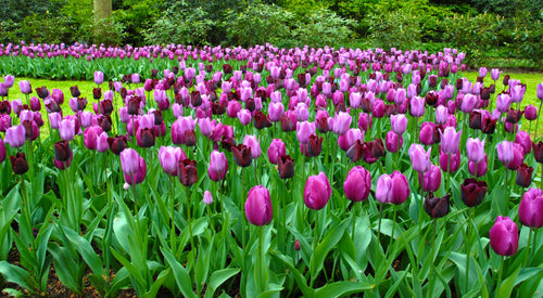 Black and purple tulip bulbs