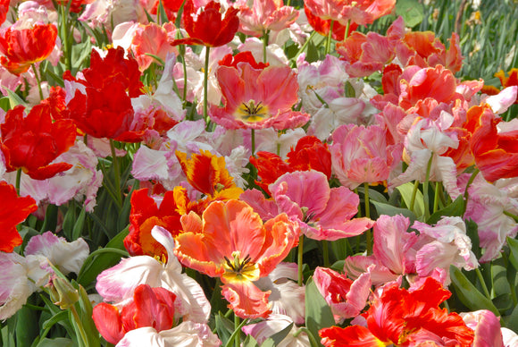Tulip San Fran Mix