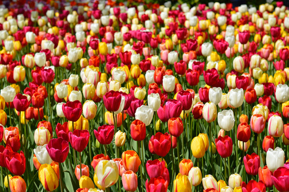 Single Late Tulip Bulbs