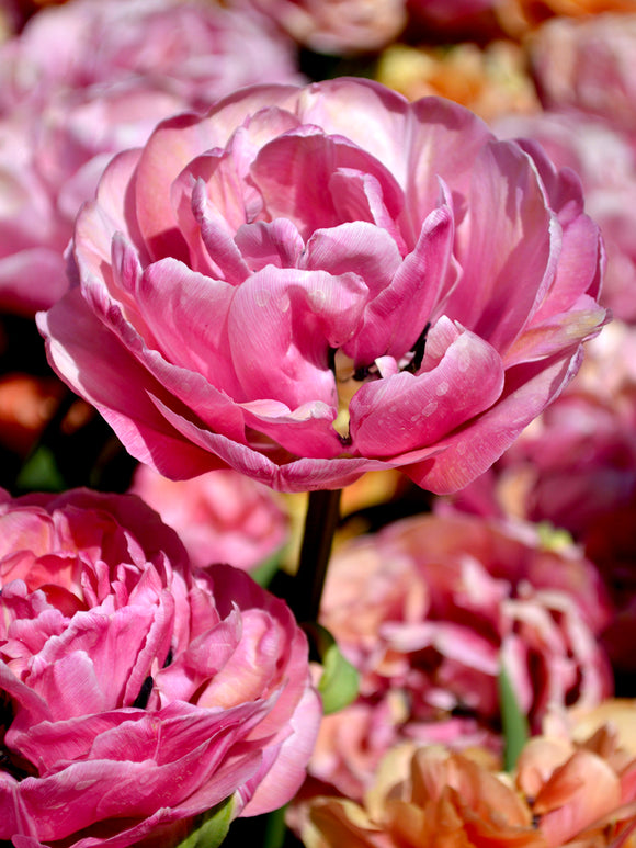 Peony Tulip Amazing Grace