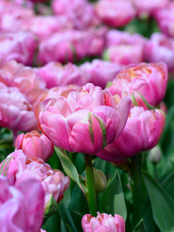 Tulip Amazing Grace Bulbs
