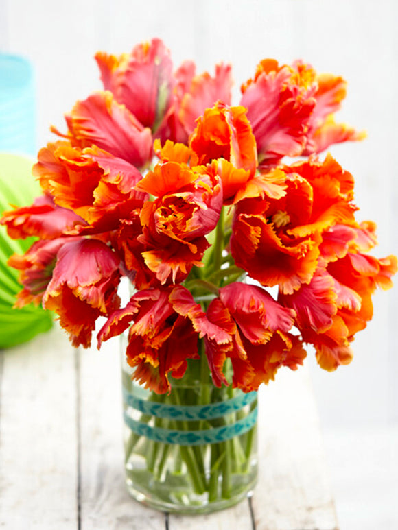Tulip Amazing Parrot Vase