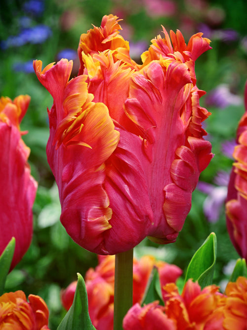 Tulip Amazing Parrot - DutchGrown
