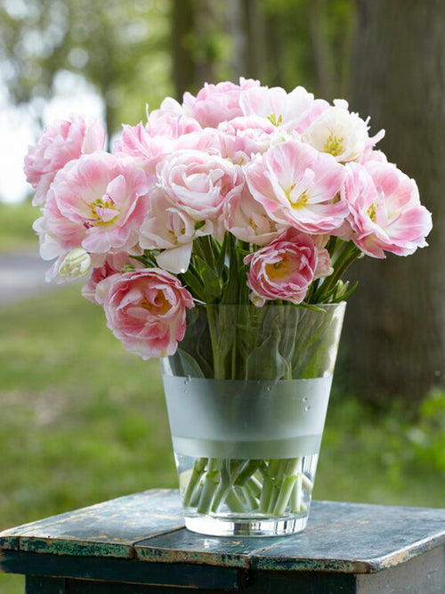 Pink Double Tulip Angelique in Vase