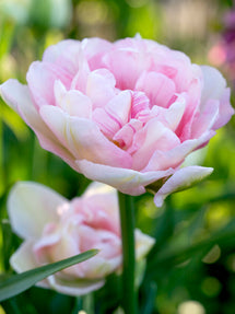Tulip Angelique