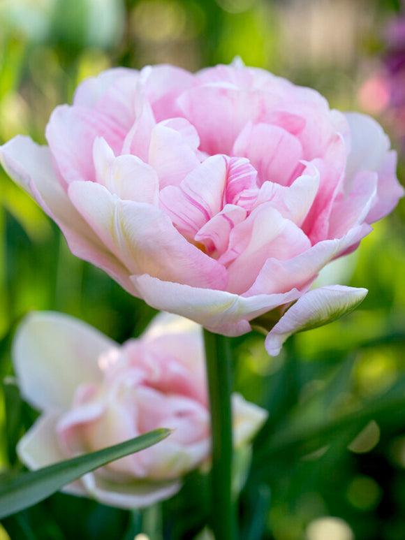 Pink Double Tulip Angelique